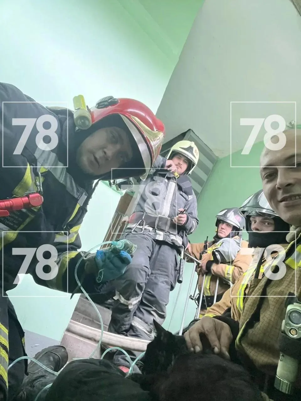 🔥 Двух чилийских белок и кошку вытащили из огня пожарные