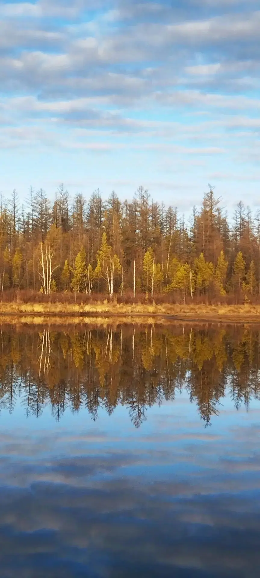 🌲🎸 Когда кадры звучат знакомой песней