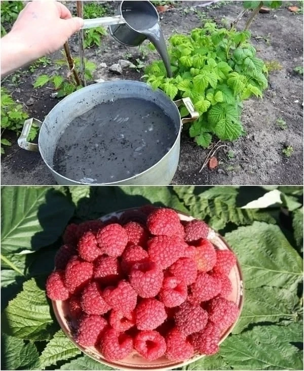 🌱 Малина крупным планом: как вырастить сладкий и обильный урожай ❤