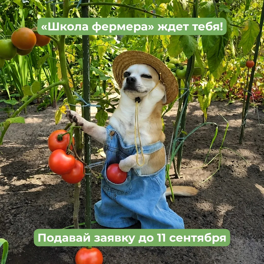 👀 Обещали вам подробности по «Школе фермера»…