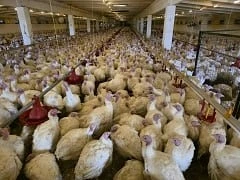 🦃 Гирфанов на Лениногорской птицефабрике  Марат Гирфанов вместе с Наилем Залаковым оценил результаты