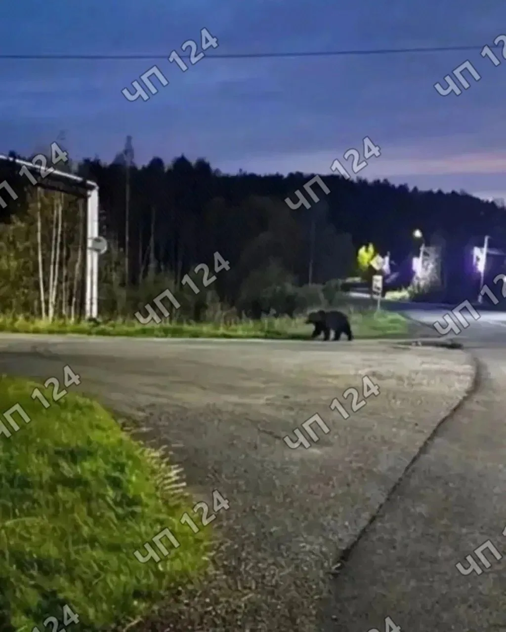 В Курагинском районе ликвидировали медведя, который бродил рядом с детским садом