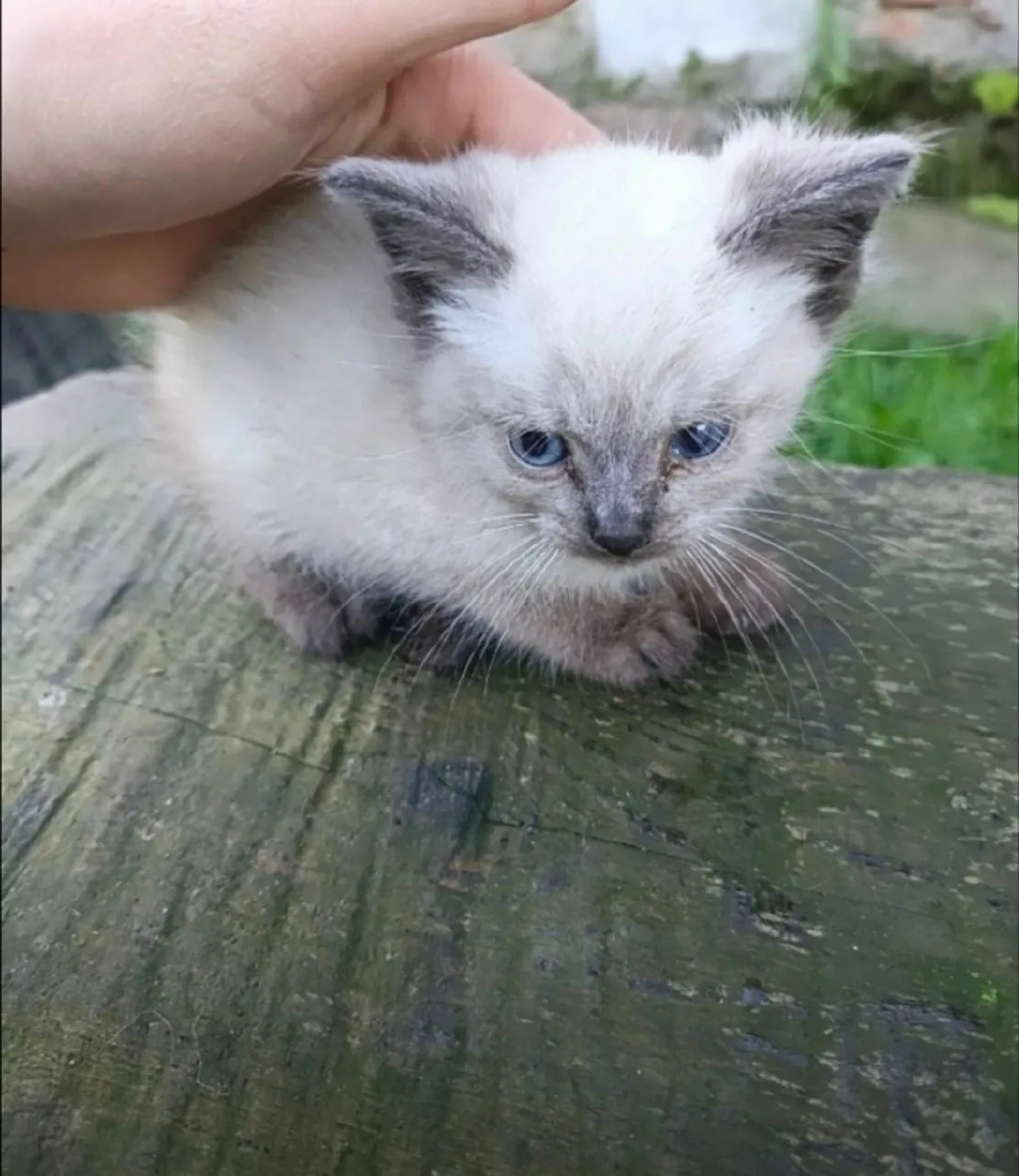 Уличная кошка родила 3 котят один умер,одного забирают.