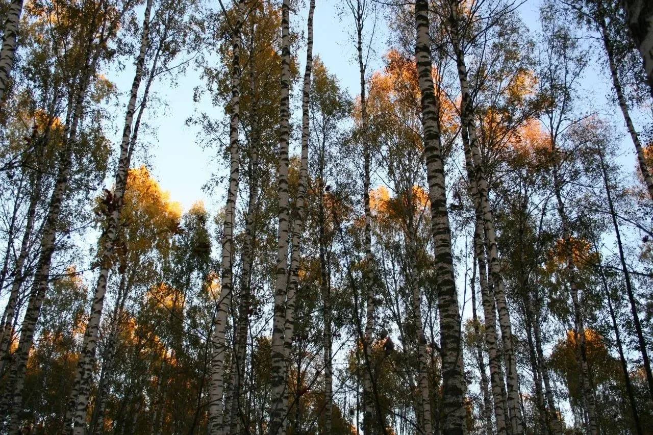 В Рязанской области продолжается пожароопасный сезон.

На заседании правительства уделили особое вни
