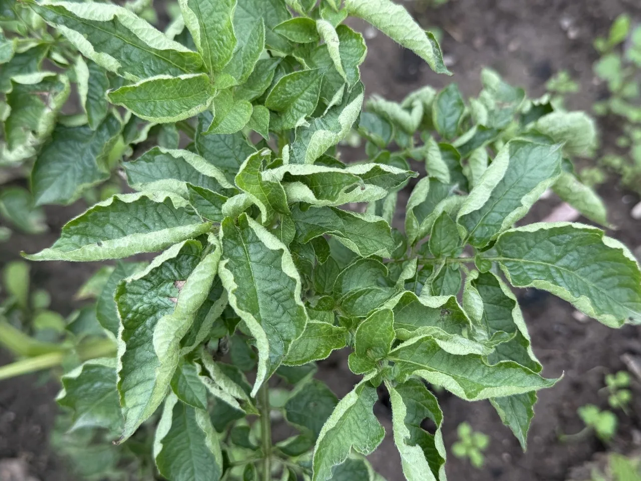 🥔 Листья картофеля начали скручиваться? Не всегда это болезнь.