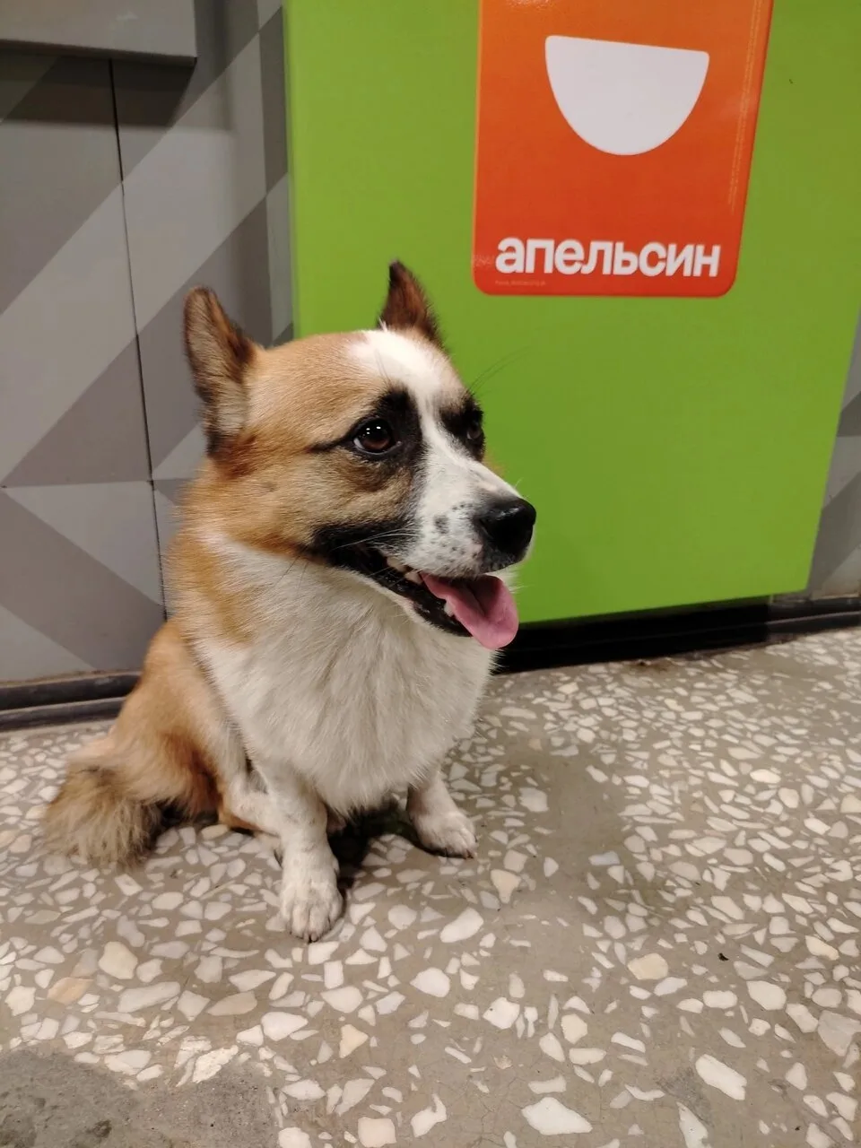 несколько дней назад эта собачка приехала с ост Фрунзе до ост Стройгородок. на междугор...