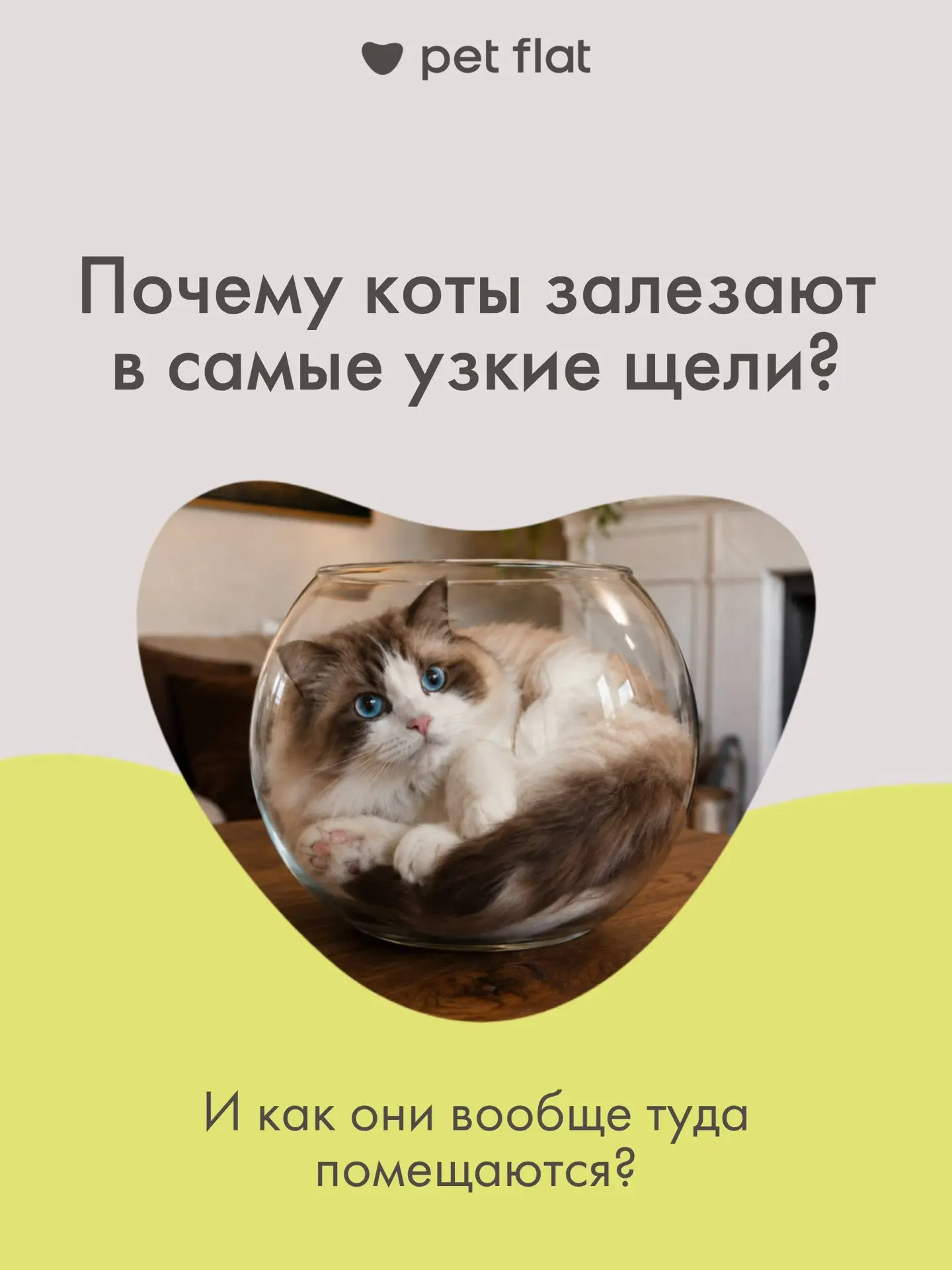 А в какое самое странное и тесное место умудрялся залезть ваш кот?😏