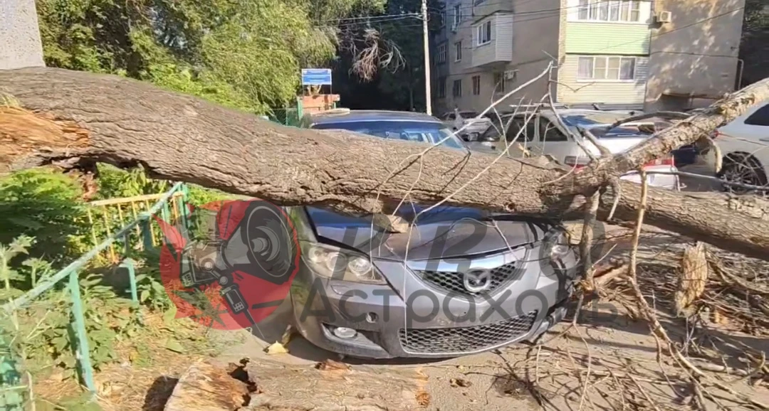 5 машин пострадало при падении дерева во дворе жилого дома в Астрахани