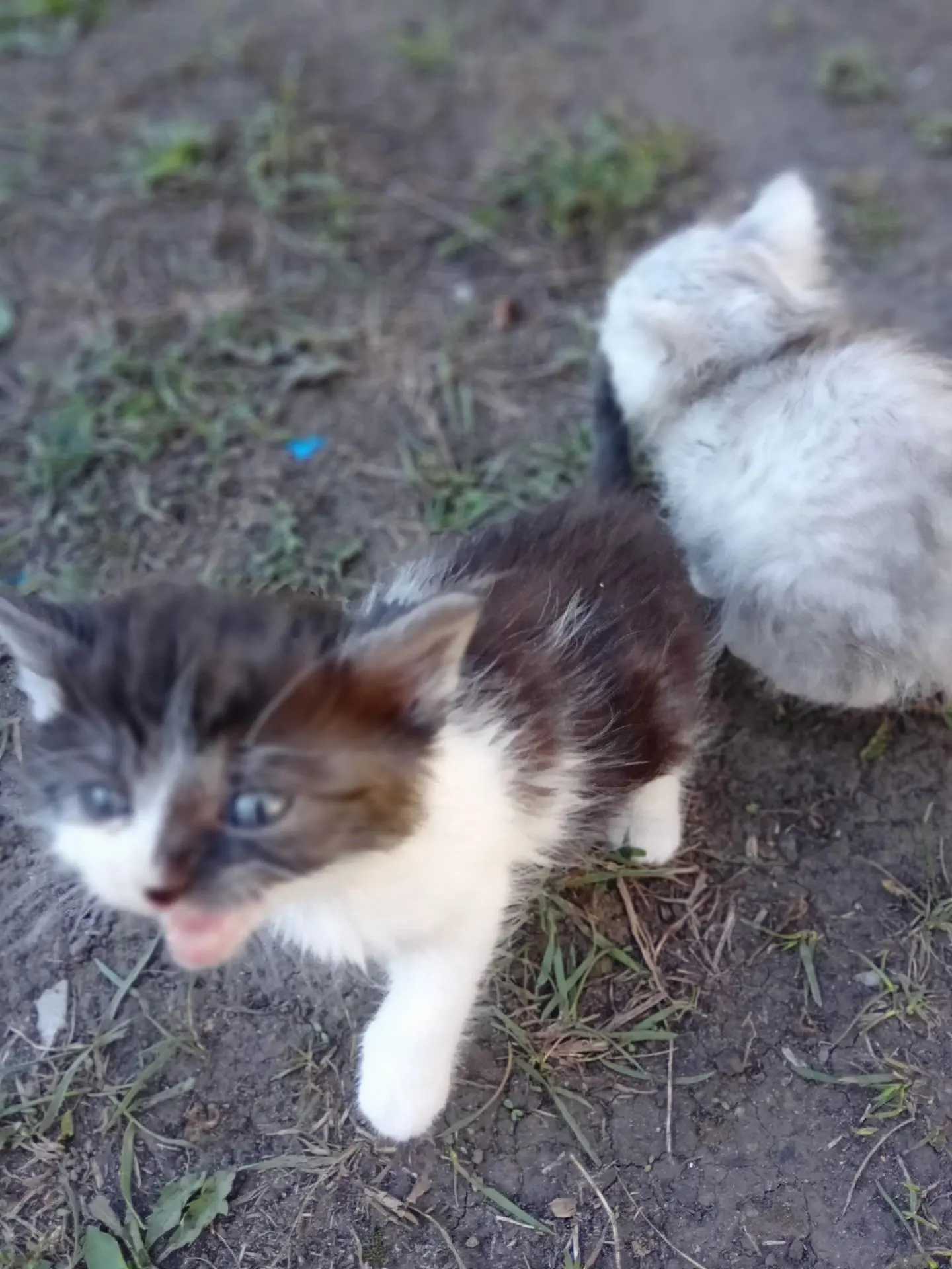 Возьмите котят в добрые руки тел: 89515469884