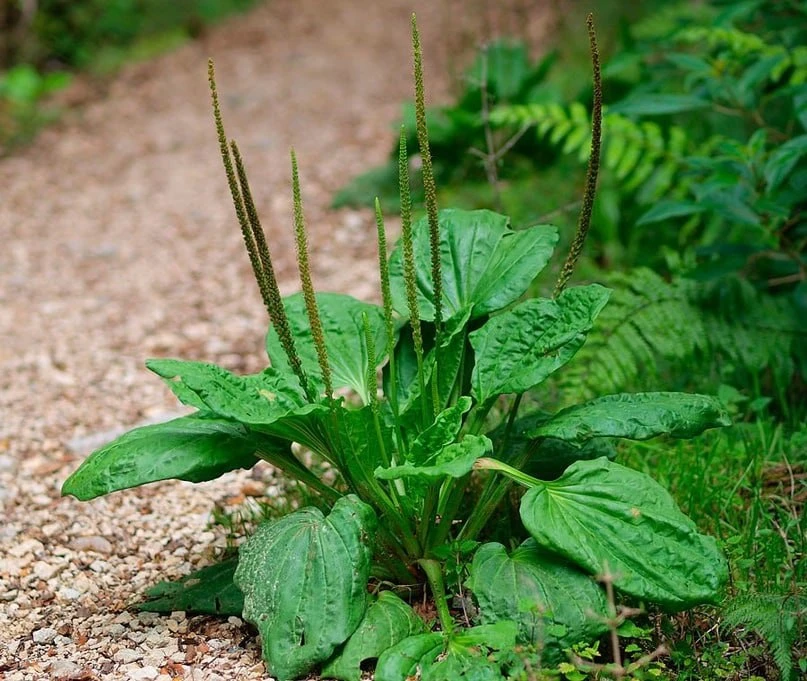 Не так прост, как кажется 🌱  Знали ли вы о полезных свойствах подорожника?  Я не о прикладывании лис