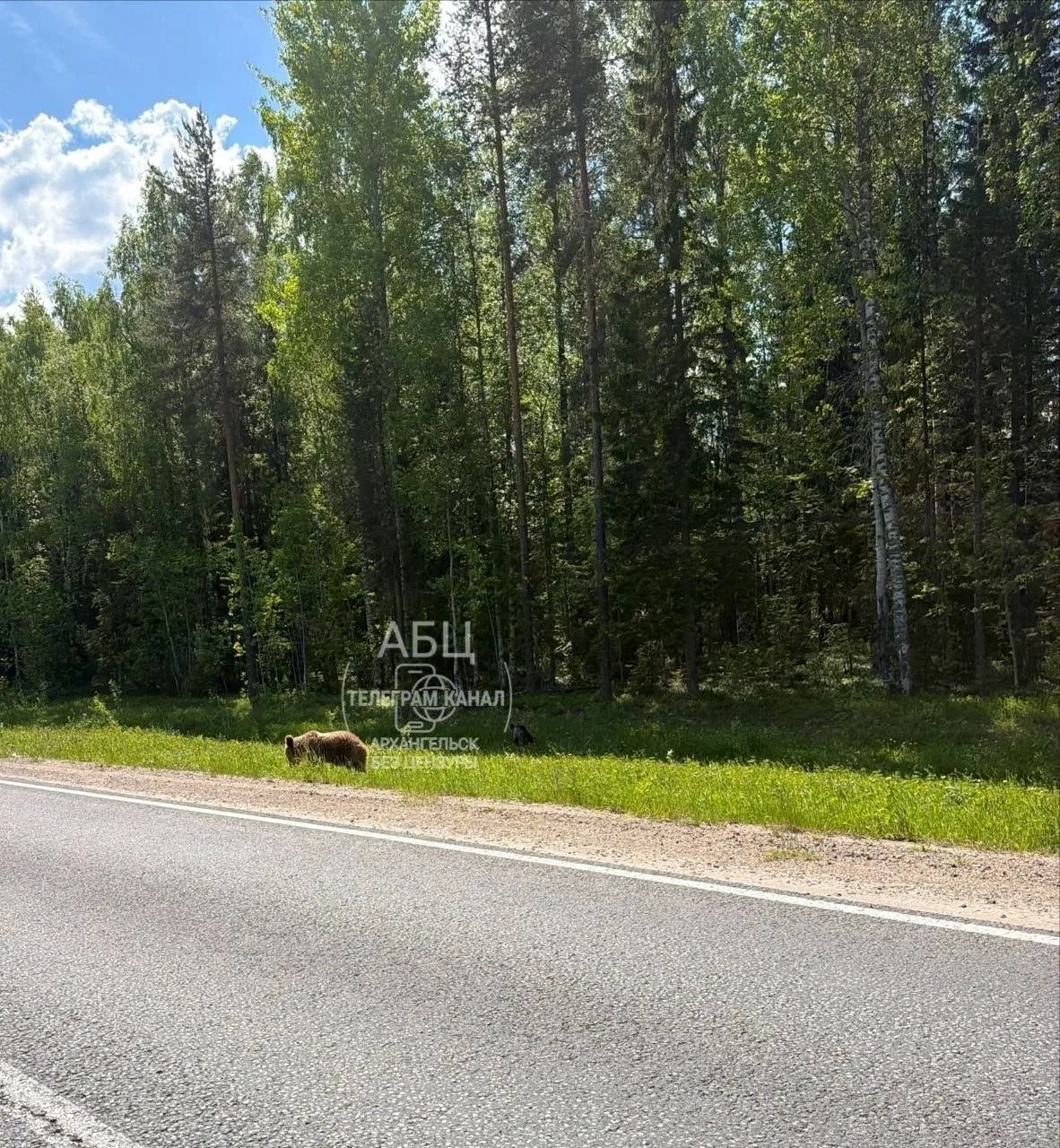 🐻 Медведи всё чаще выходят к людям в Архангельской области