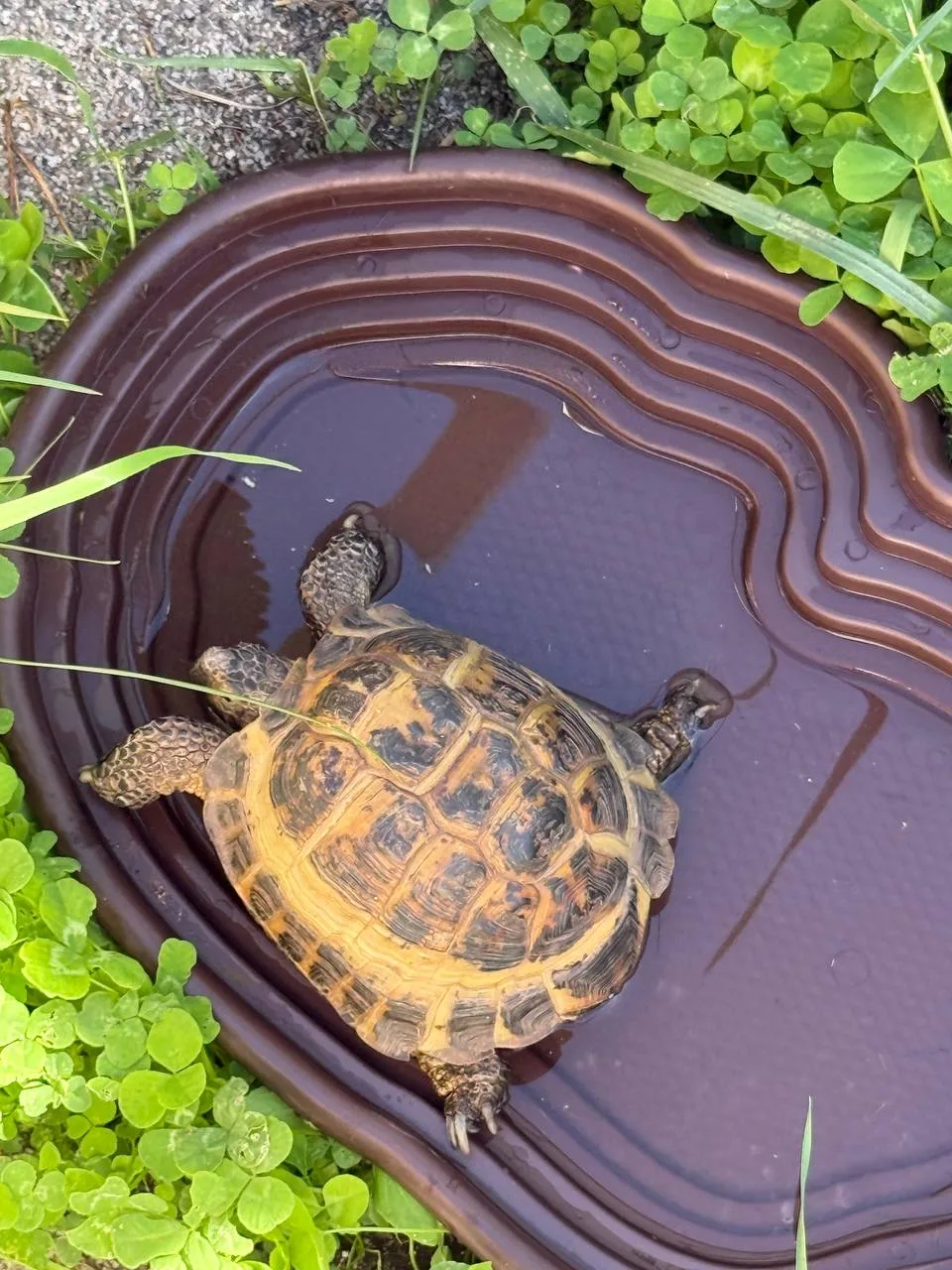 Не, ну вы видели этого сибирского кайфушника? Егор 🐢 заселился в свою дачку.
В планах днем в жаркие