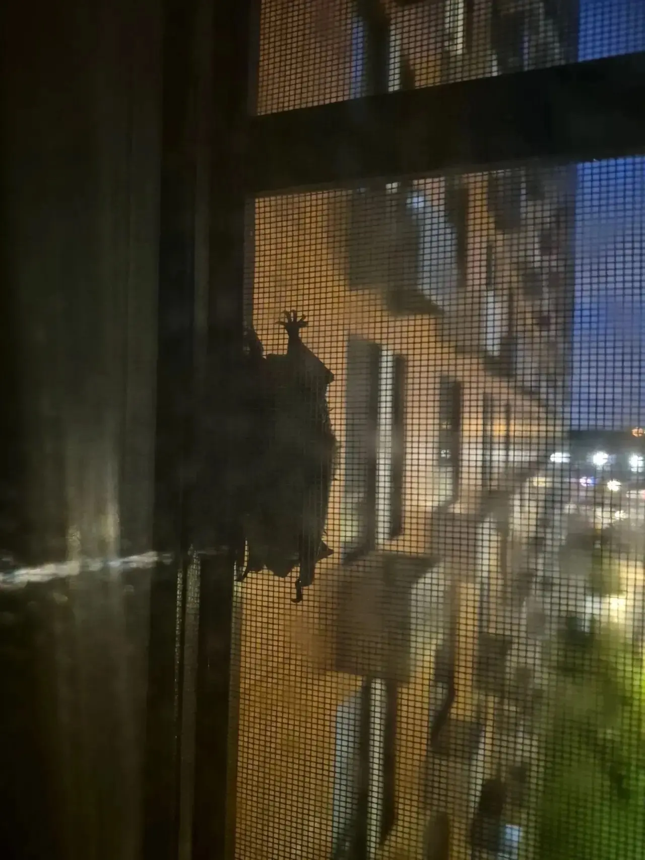 🦇 В доме по адресу Южная, 7 обнаружили летучую мышь