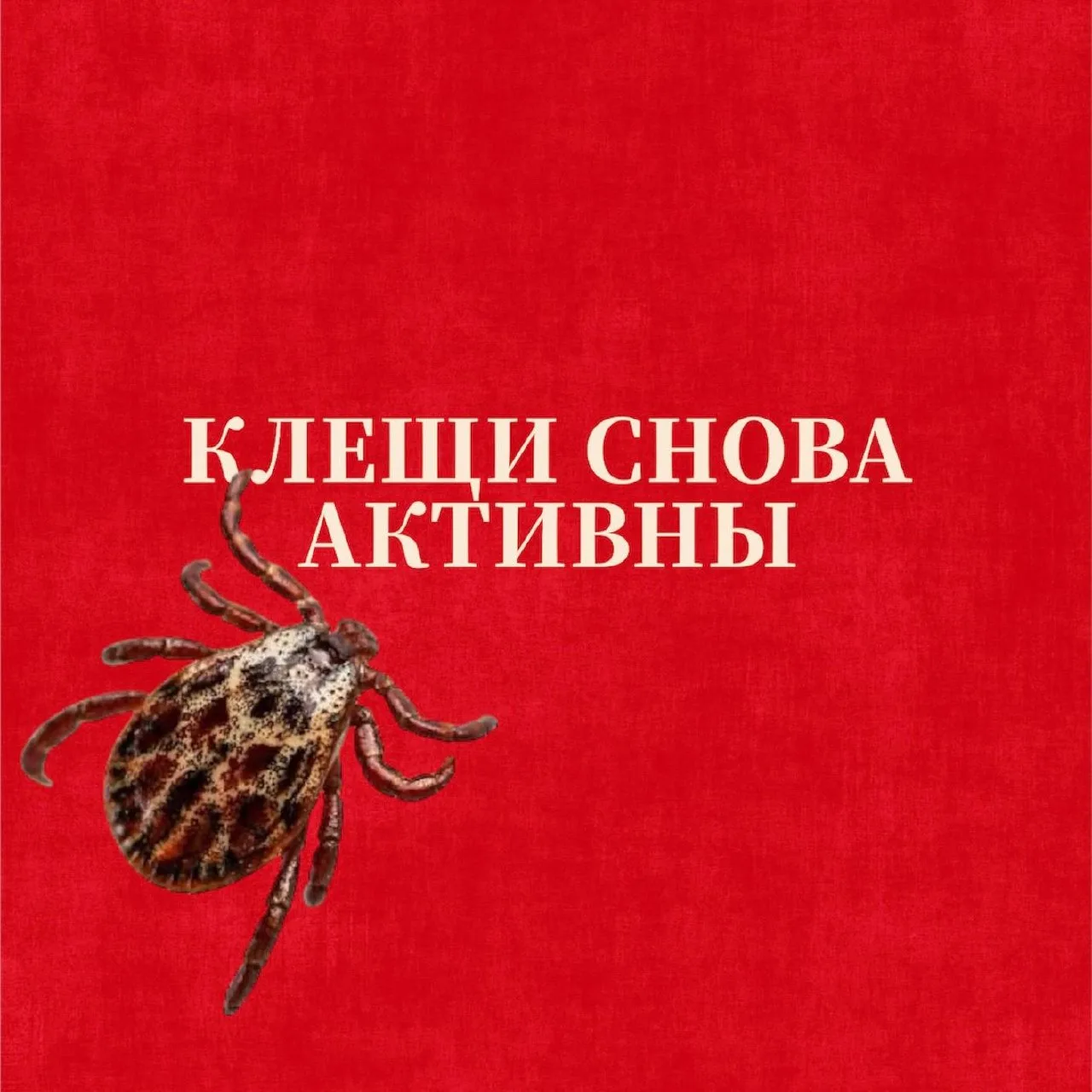 ❗В ближайшие дни клещи станут активнее. Пик продлится до конца сентября.