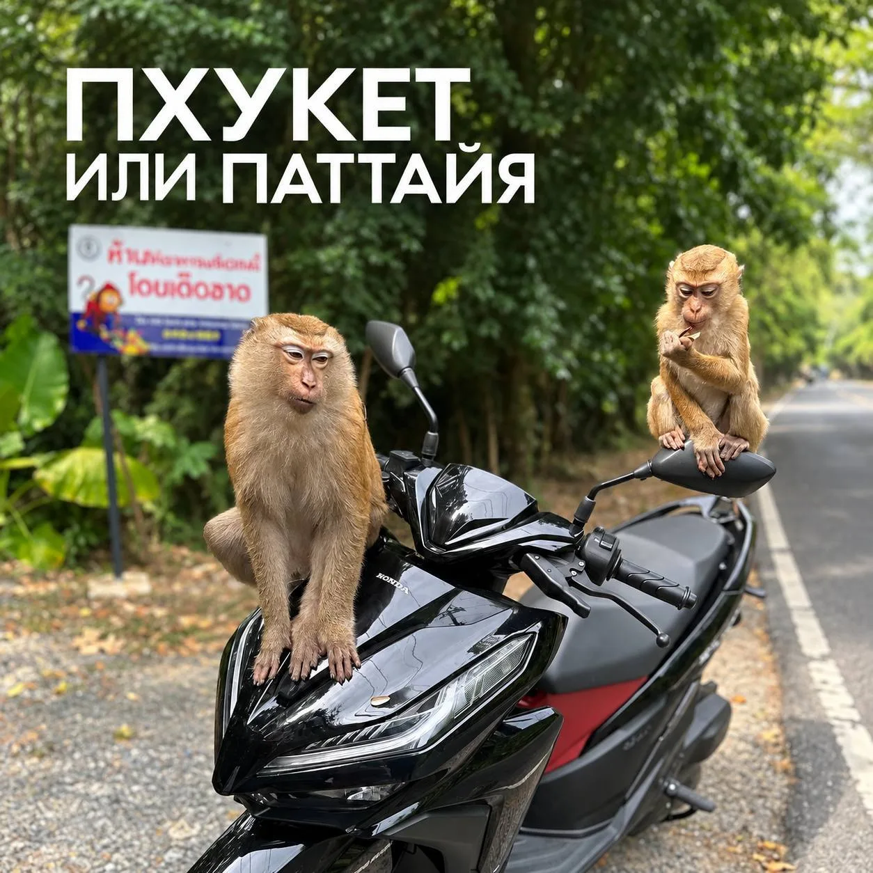 ПХУКЕТ ИЛИ ПАТТАЙЯ?