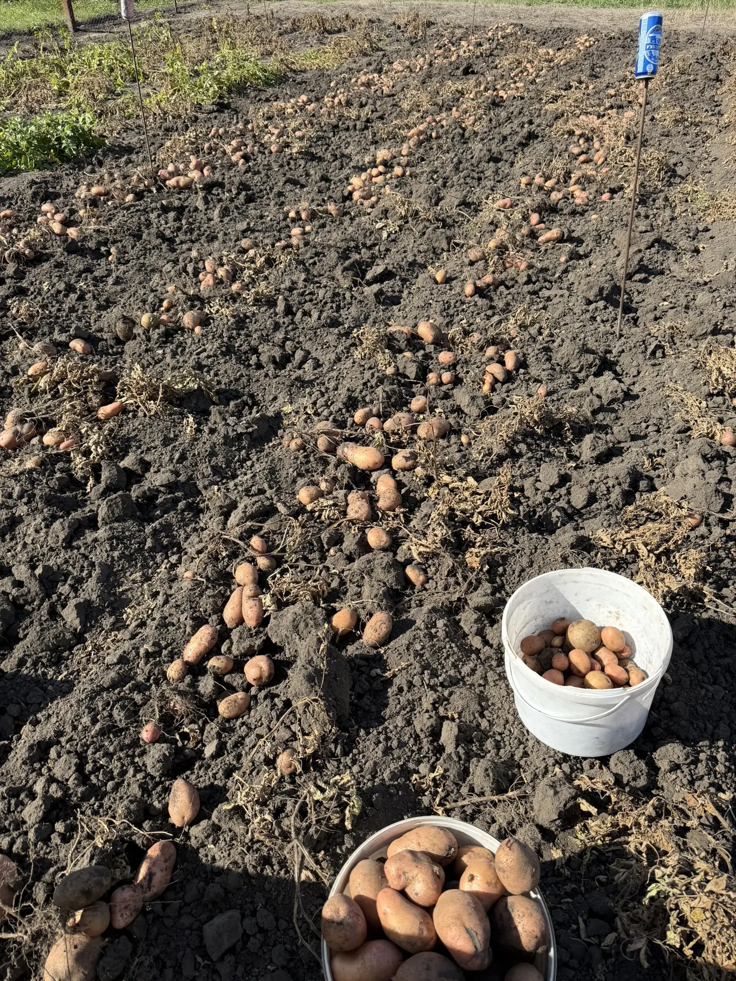 На картошке с утра 🥔🥔🥔