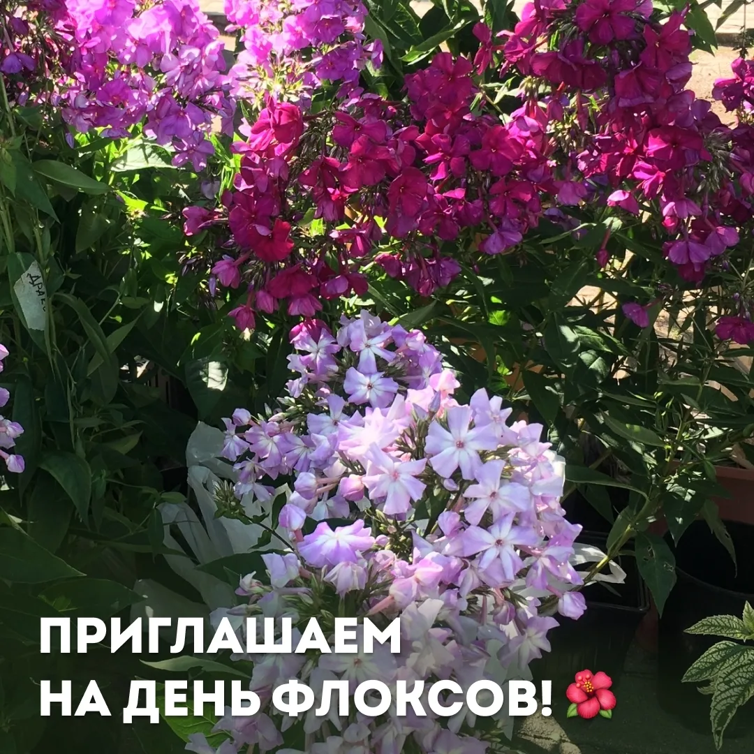 Зелёная Роща | мкр.Взлётка | Красноярск🏡

Приглашаем за флоксами! 🌸 

31 июля с 08:00 до 14:00 в с