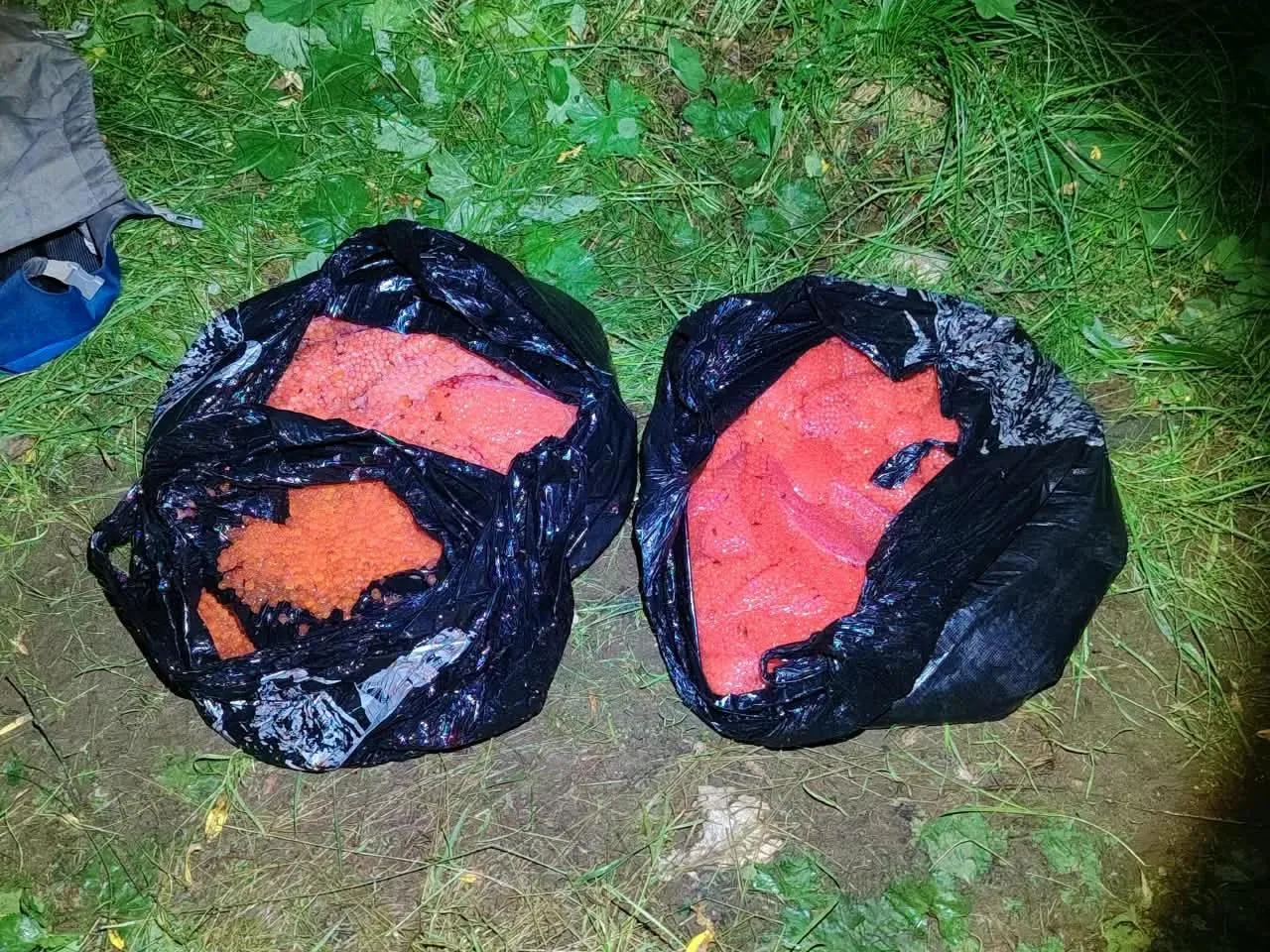 Государственные инспекторы Северо-Восточного ТУ Росрыболовства продолжают работу по пре...