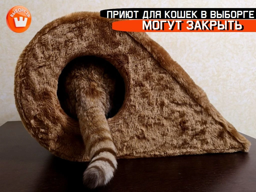 Приют для кошек в Выборге могут закрыть.
Сотрудники центра помощи обратились в соцсетях к нам всем:
