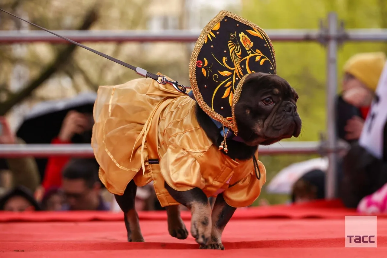🐕 Хвостатый парад в ЮЗАО – французские бульдоги и их хозяева собрались в Воронцовском ...
