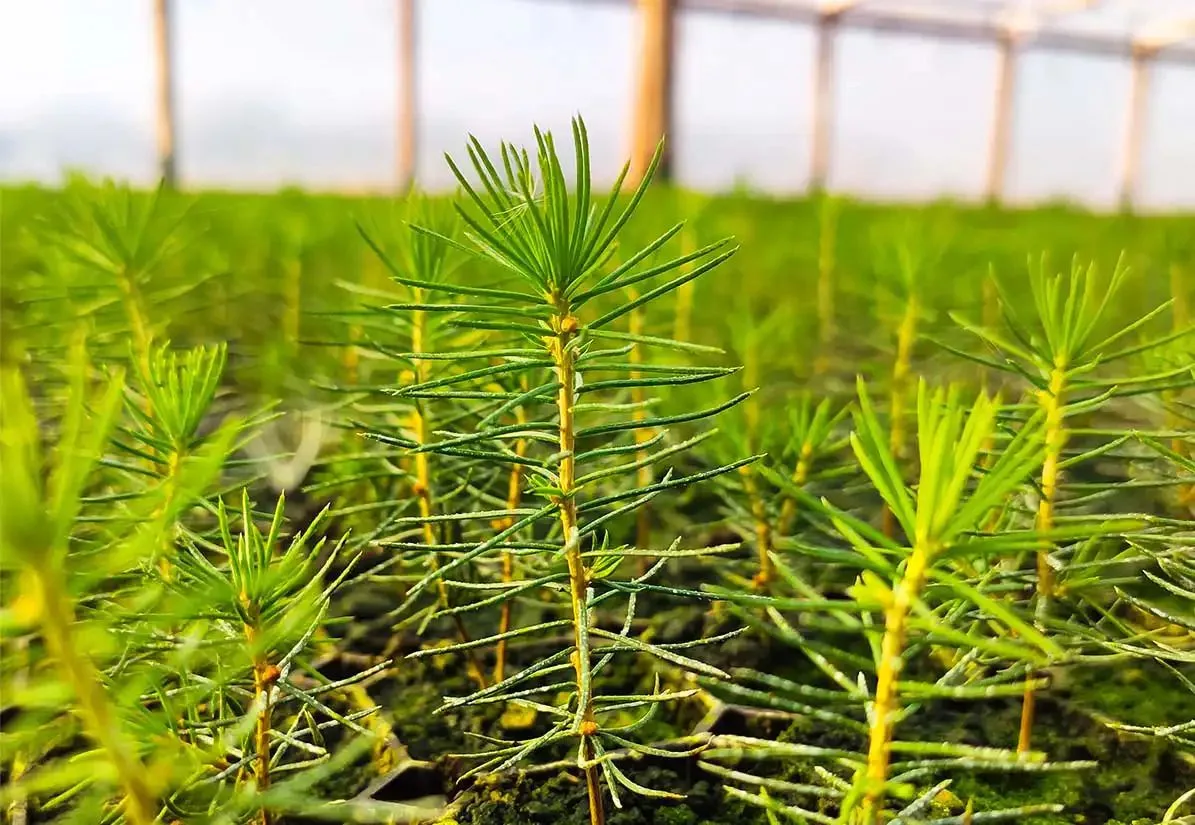 ⚡🌲Семёновский спецсемлесхоз  предлагает к реализации посадочный материал для лесовосст...
