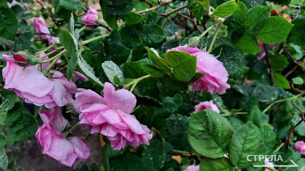 🌦️Завтра, 19 июня, в Брянской области прогнозируется переменная облачность. Местами пройдут небольш