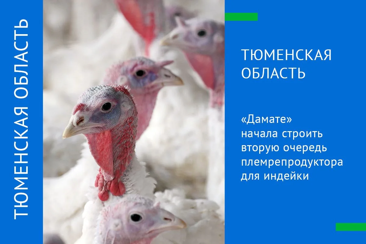 «ДАМАТЕ» НАЧАЛА СТРОИТЬ ВТОРУЮ ОЧЕРЕДЬ ПЛЕМРЕПРОДУКТОРА ДЛЯ ИНДЕЙКИ