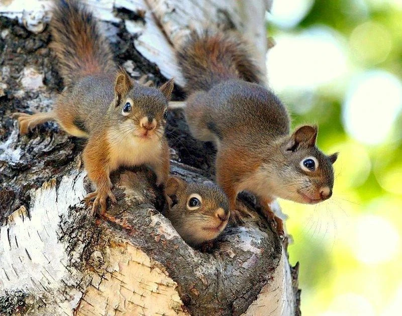 🐿️ «Бельчатопад» начался в подмосковных лесах — маленькие белочки выпадают из гнёзд с ...