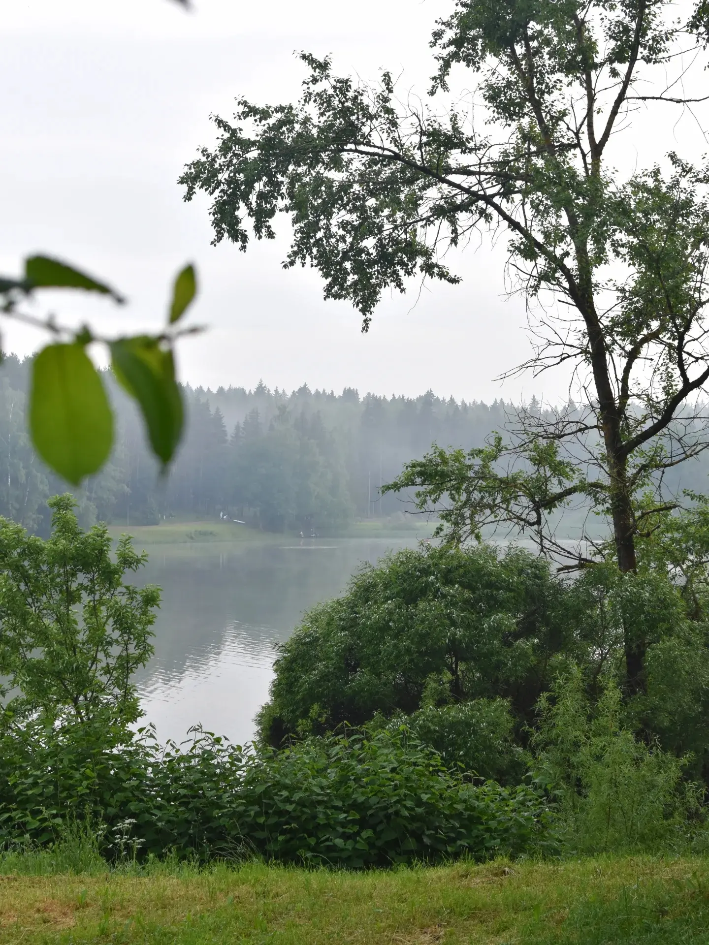 Загорское море после дождя
Чайки, улитки, утки и лесная дорога