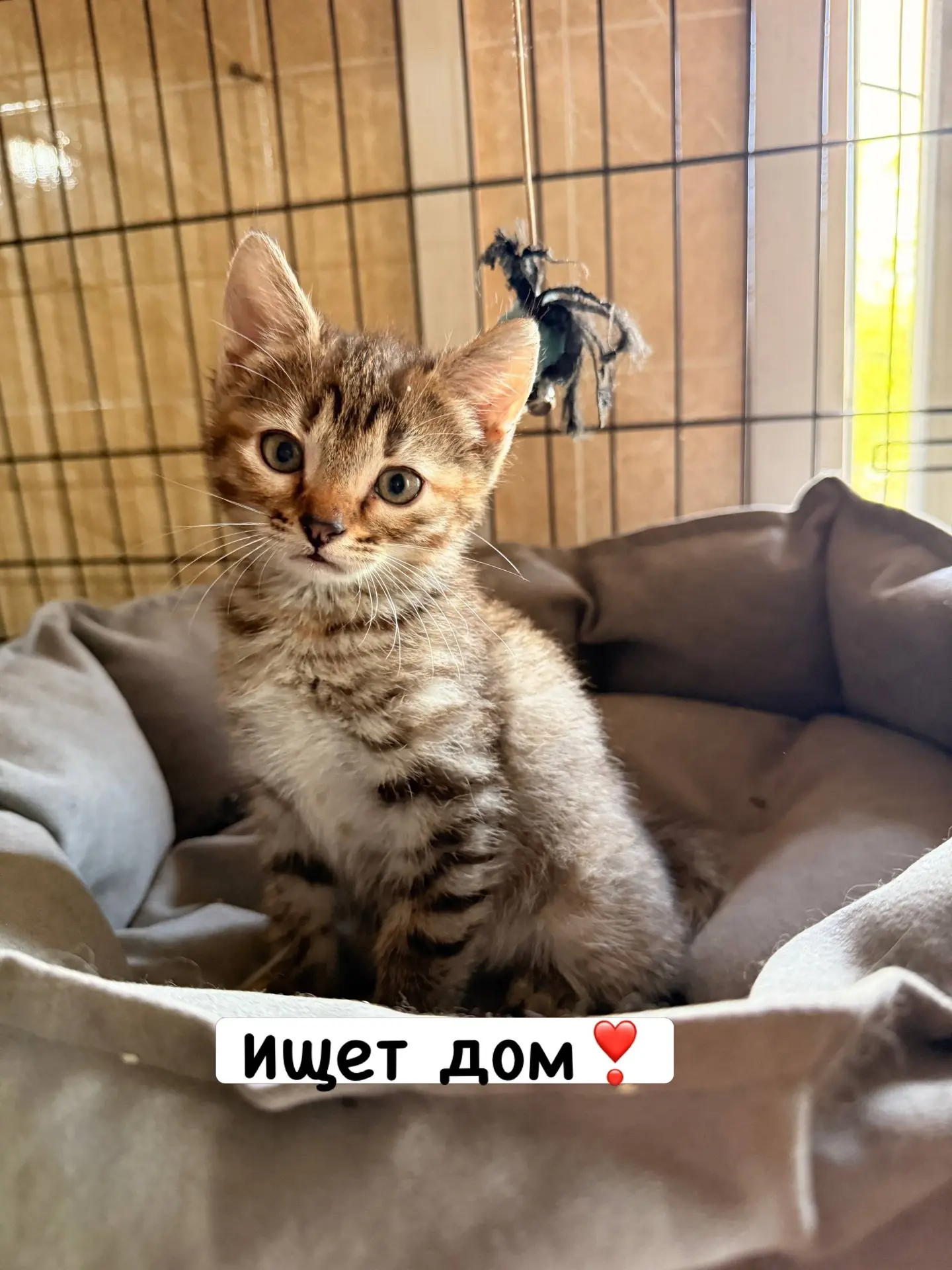 Два крошечных котеночка (темный мальчик, светлая девочка) начинают искать семью🤗 Возра...