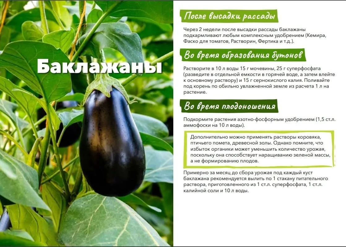 Когда подкармливать баклажаны? 🌱


Канал Сибирская дача 🌿