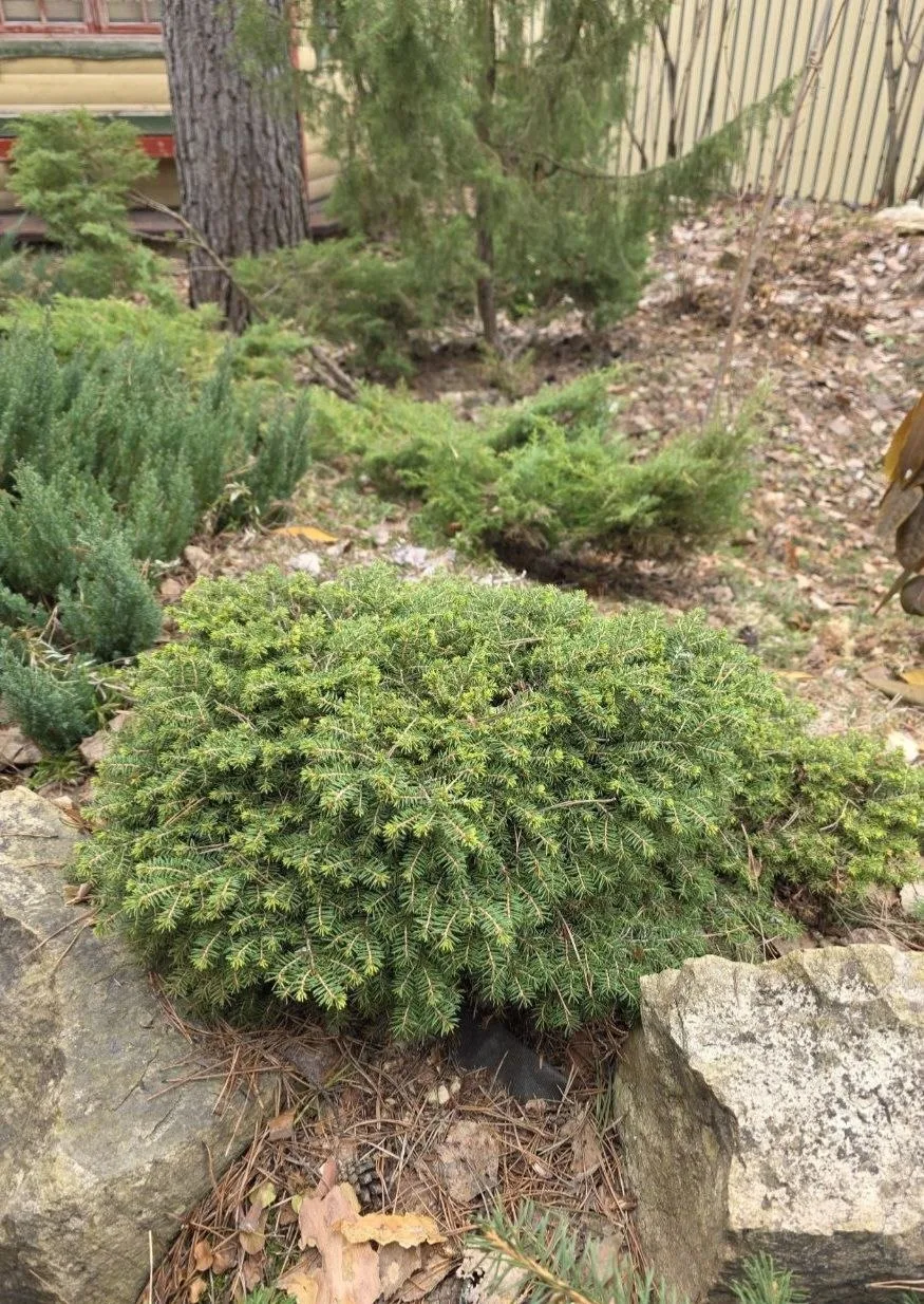 Picea abies 'Little Gem'