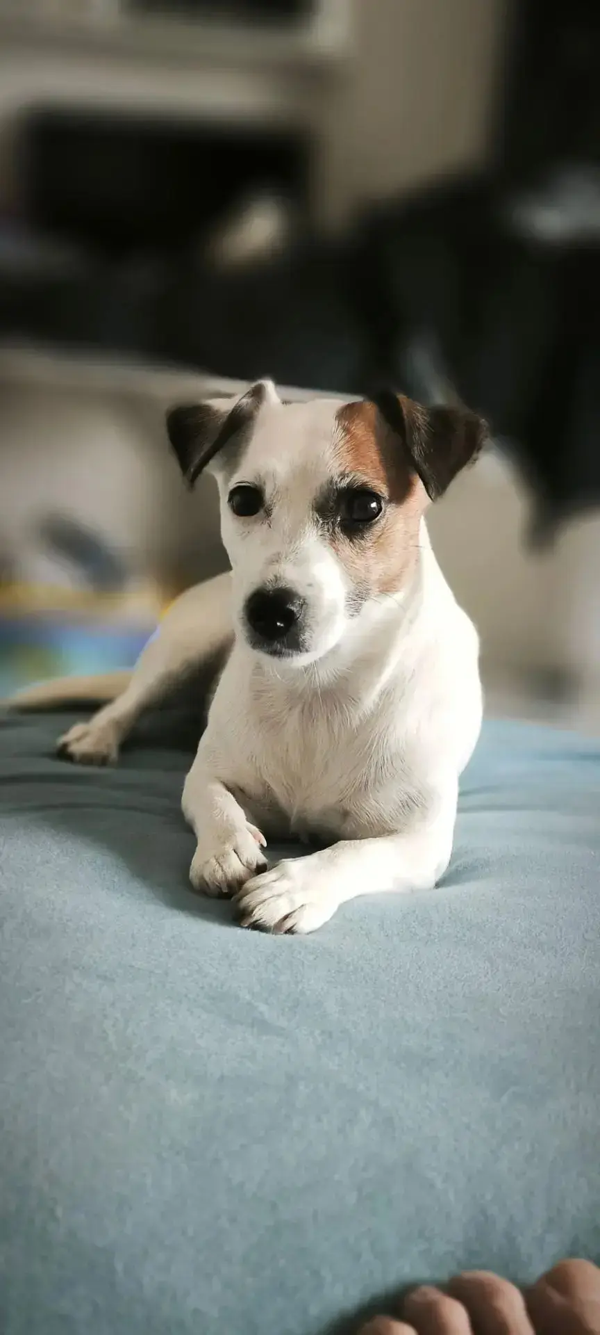 🚨 ПОМОГИТЕ НАЙТИ ДЭЙЗИ! ПОТЕРЯЛАСЬ СОБАКА! 🐾💔