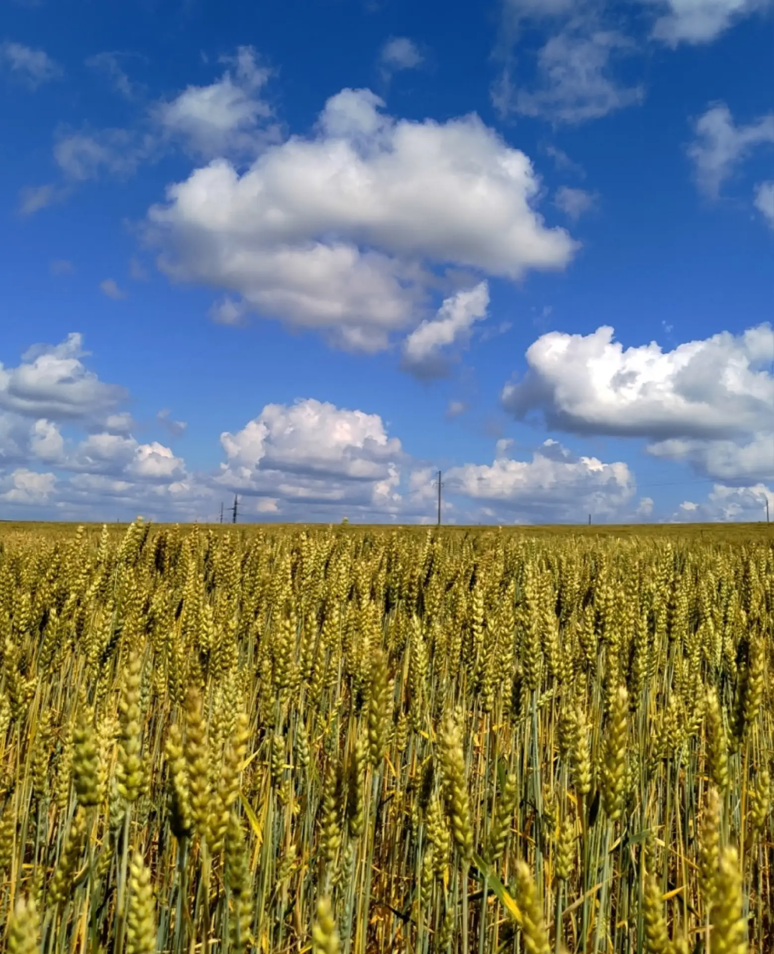 Пшеничное поле 🌾 

Фото: Светлана Льдокова

Подписаться на 👉 Пермский край MAX