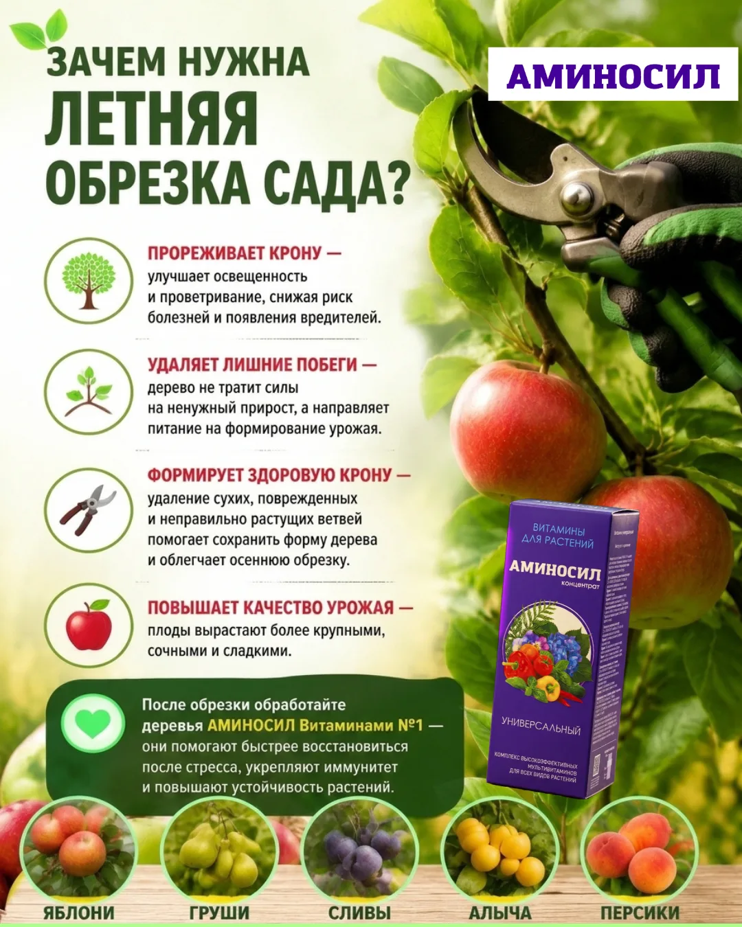 🌳✂️ Зачем нужна летняя обрезка сада?

Многие садоводы боятся брать секатор в руки летом, а зря! Пло