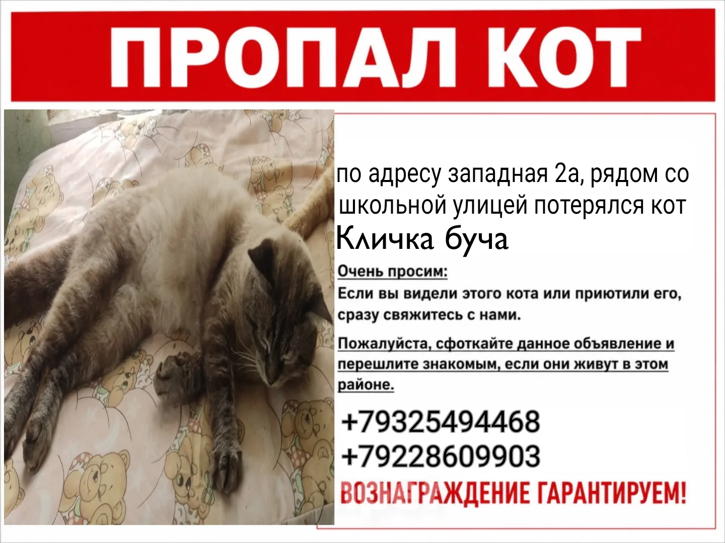 Пропал кот по кличке буча в Черкассах на улице западная, рядом со школьной улицей, прош...