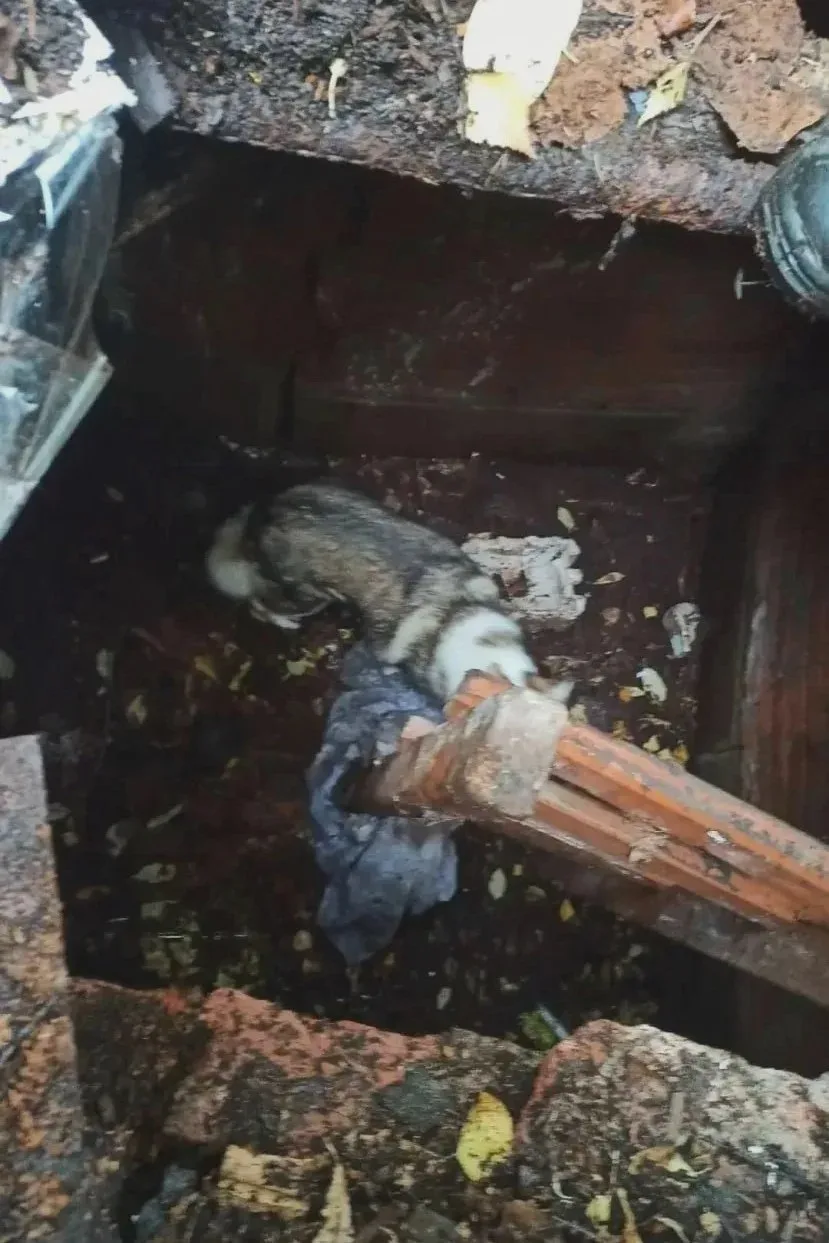 🐕 Спасатели вызволили пса из подвала сарая