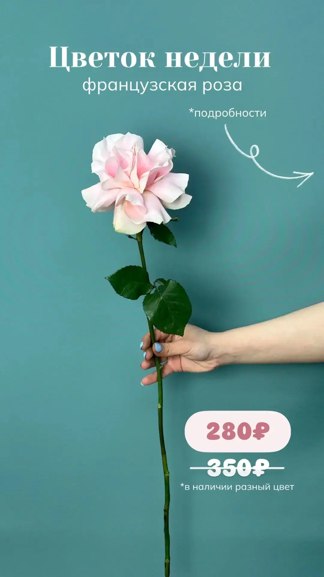 🌸Цветок недели - ФРАНЦУЗСКАЯ РОЗА

— Цена: 280 ₽ вместо 350 ₽
— с 22.06.26 - 28.06.26
— Кодовое сло