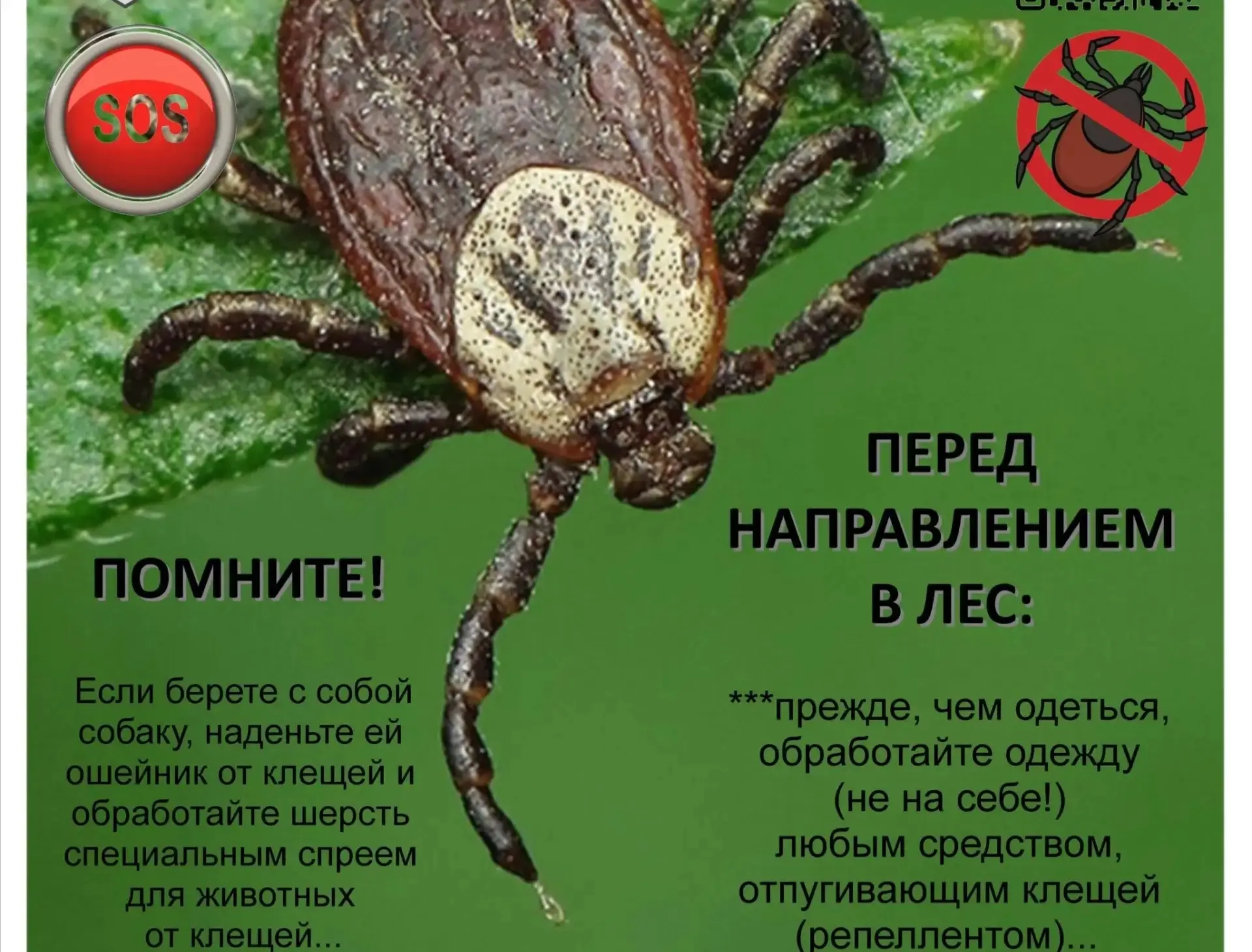 ❗Весенняя угроза: как защититься от укусов клещей  С наступлением весны и пробуждением природы возра