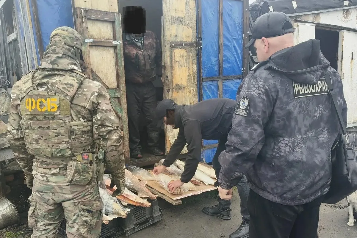 На Таймыре у браконьера изъяли 50 килограмм краснокнижной рыбы – осетра сибирского и не...