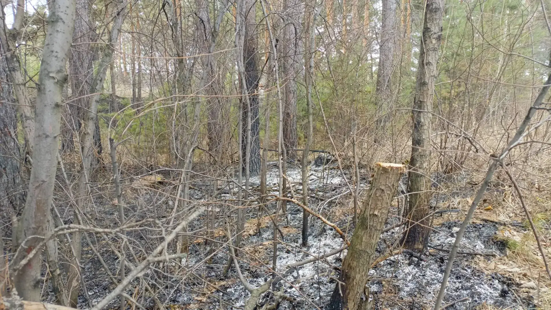 🔥‎Огонь охватил больше 1,5 га- с  лесным пожаром боролись в окрестностях Шушенского ‎ ‎Пламя шло пон
