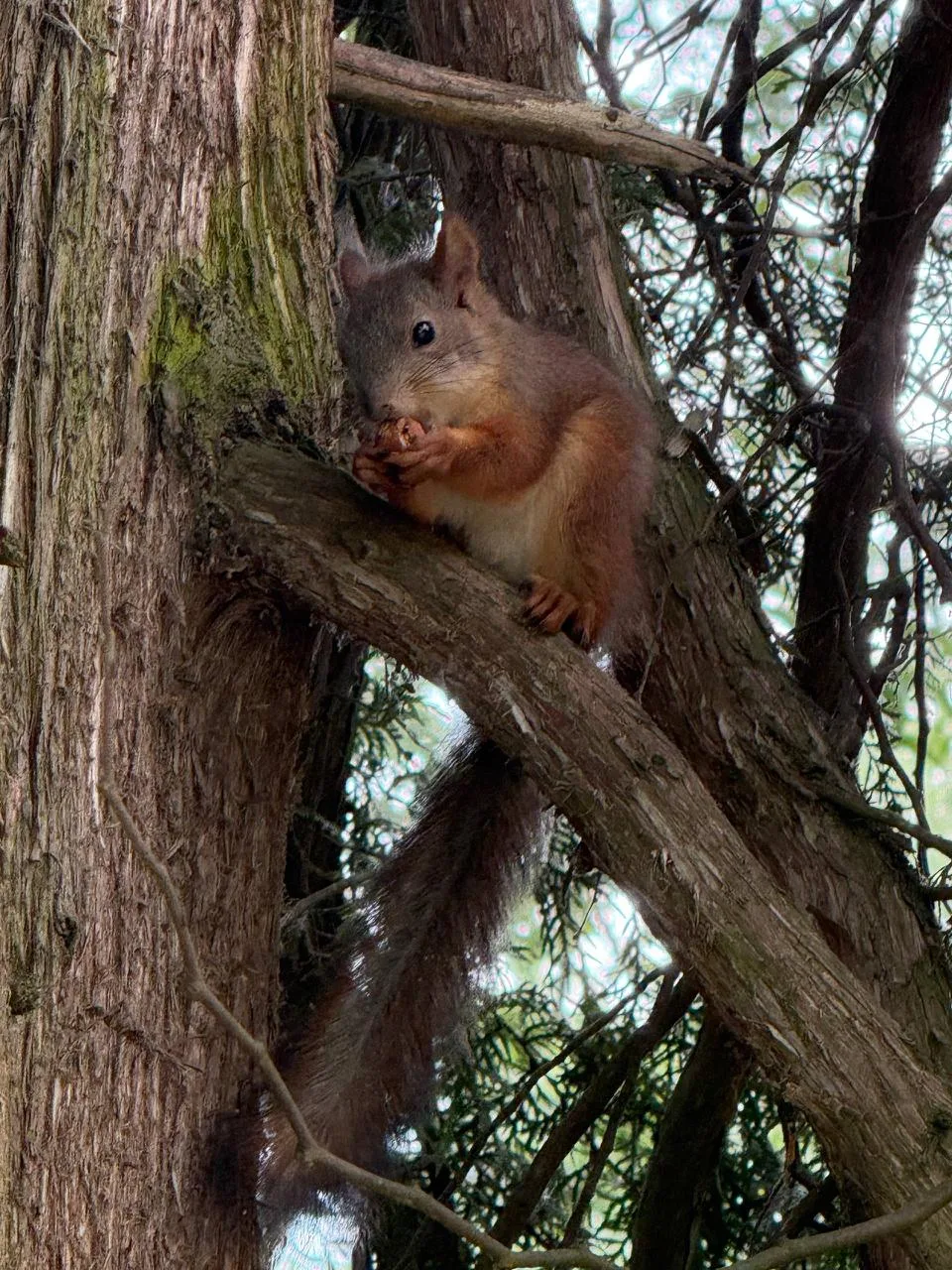 🐿 Доброе утро! 

Погода на сегодня: дождь +14….20°С

📷 Гиндоян М.