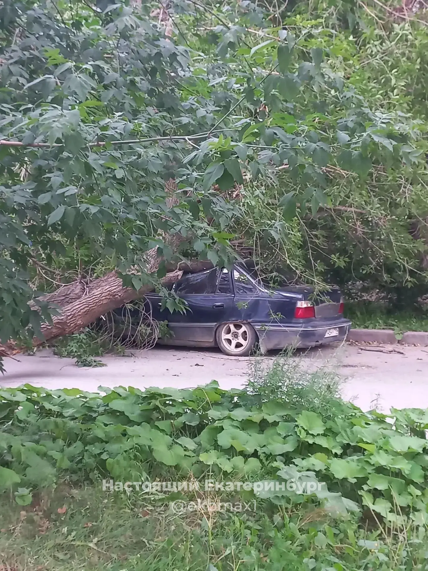 Упало дерево на ул.Майкопской! Всем уже давно плевать на этот участок земли, дороги разбиты, после д