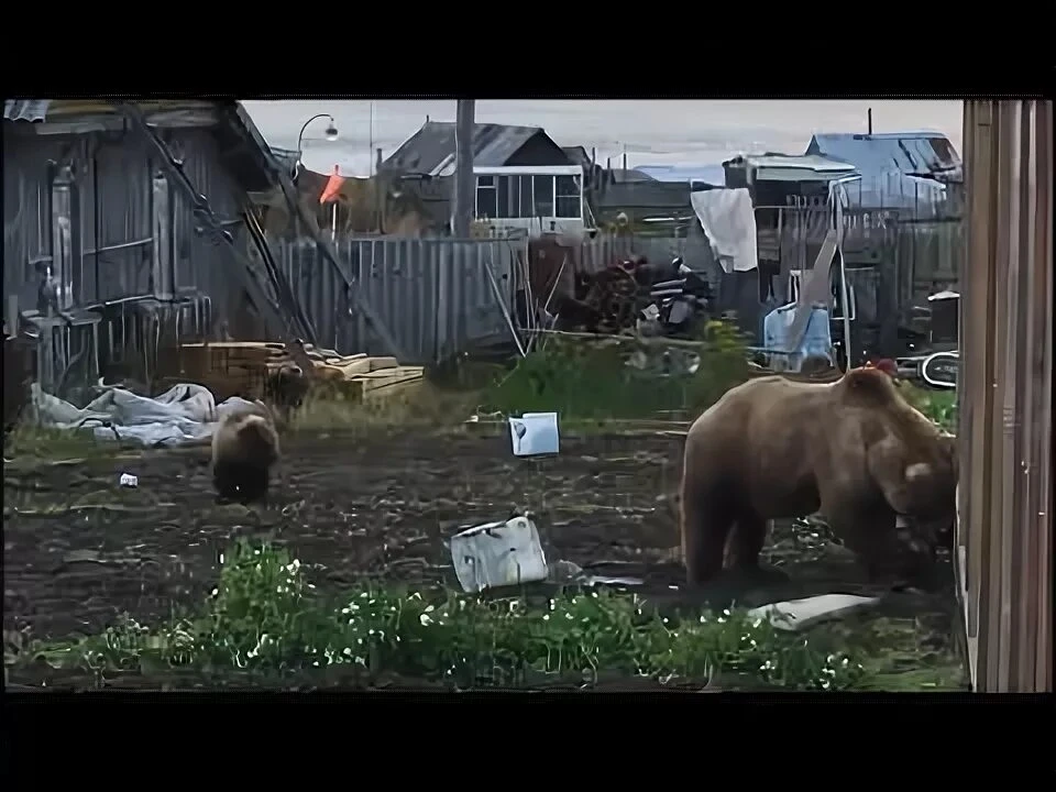В настоящее время медведи часто приходят на дачные участки в поисках еды:  плодовые дер...