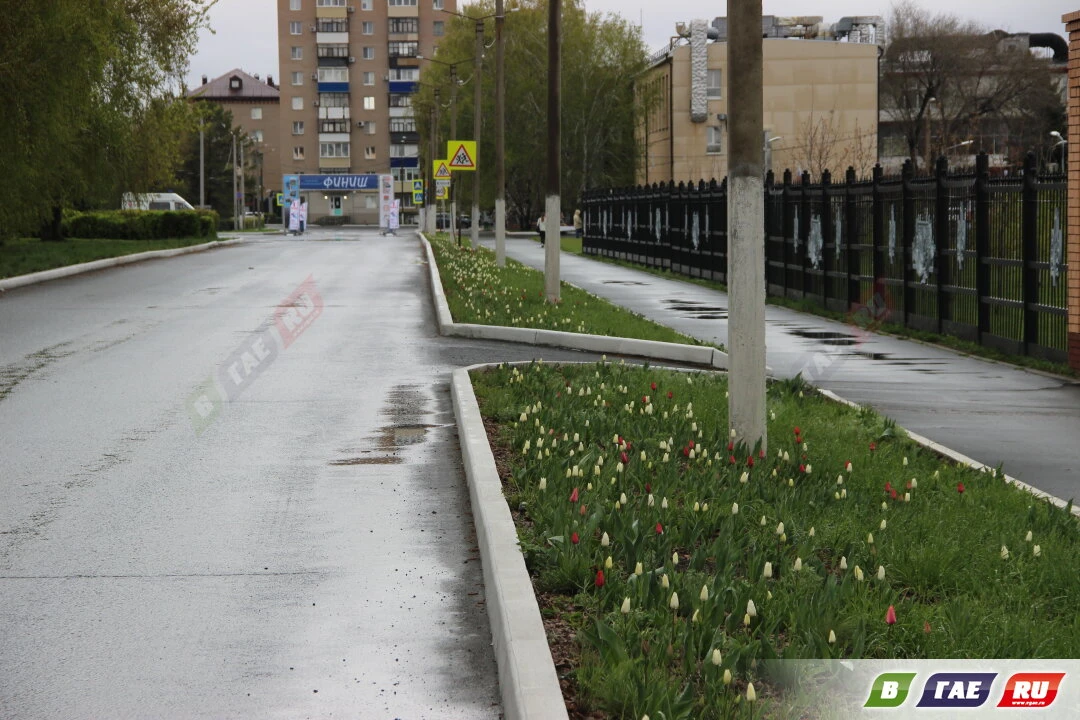На улице Ленина в Гае — настоящая красота: сотни красных и белых тюльпанов расцвели на участке от пе