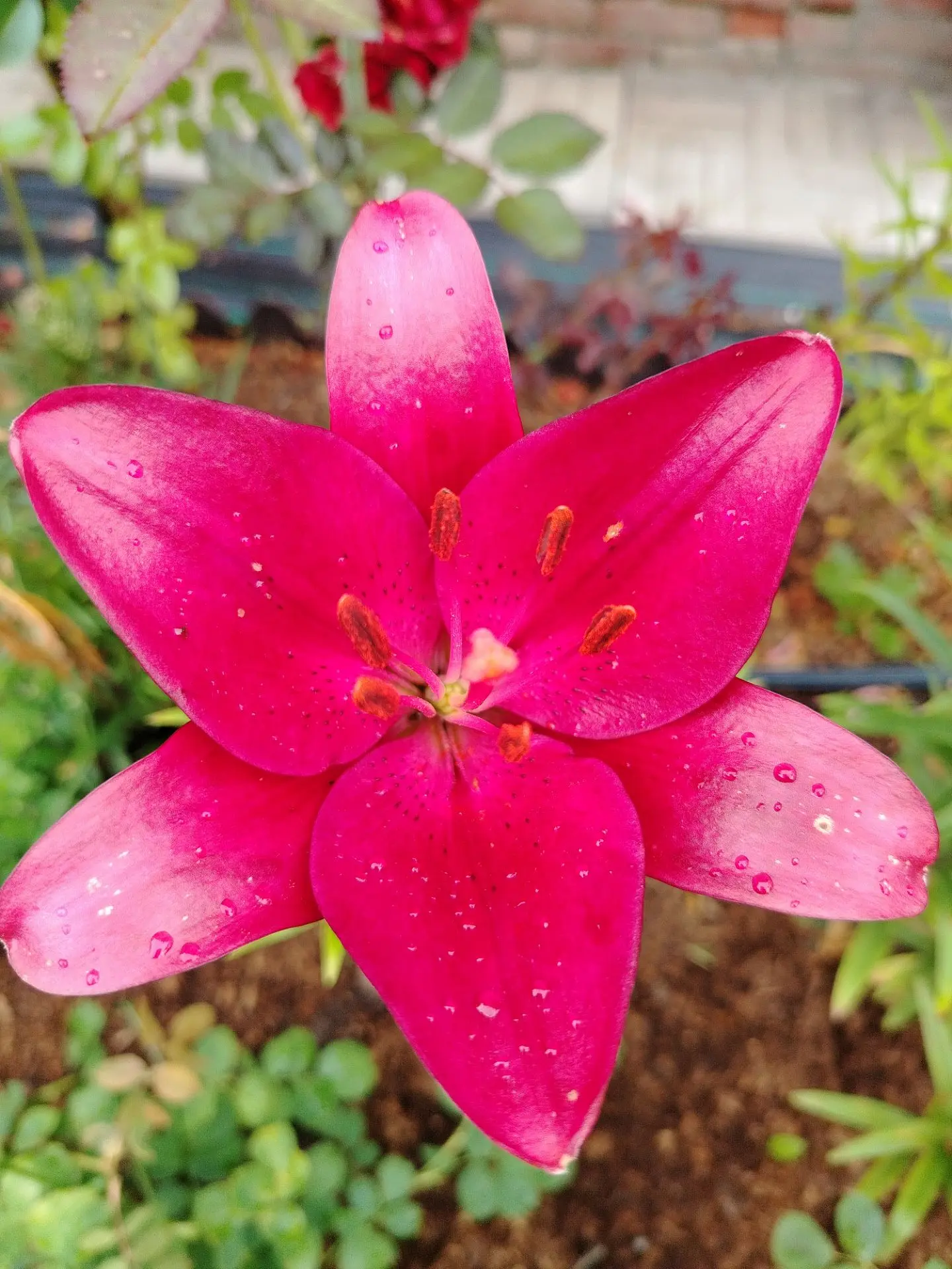 Доброе воскресное утро! Отличного вам дня! Прекрасного настроения! 😉👌🌸