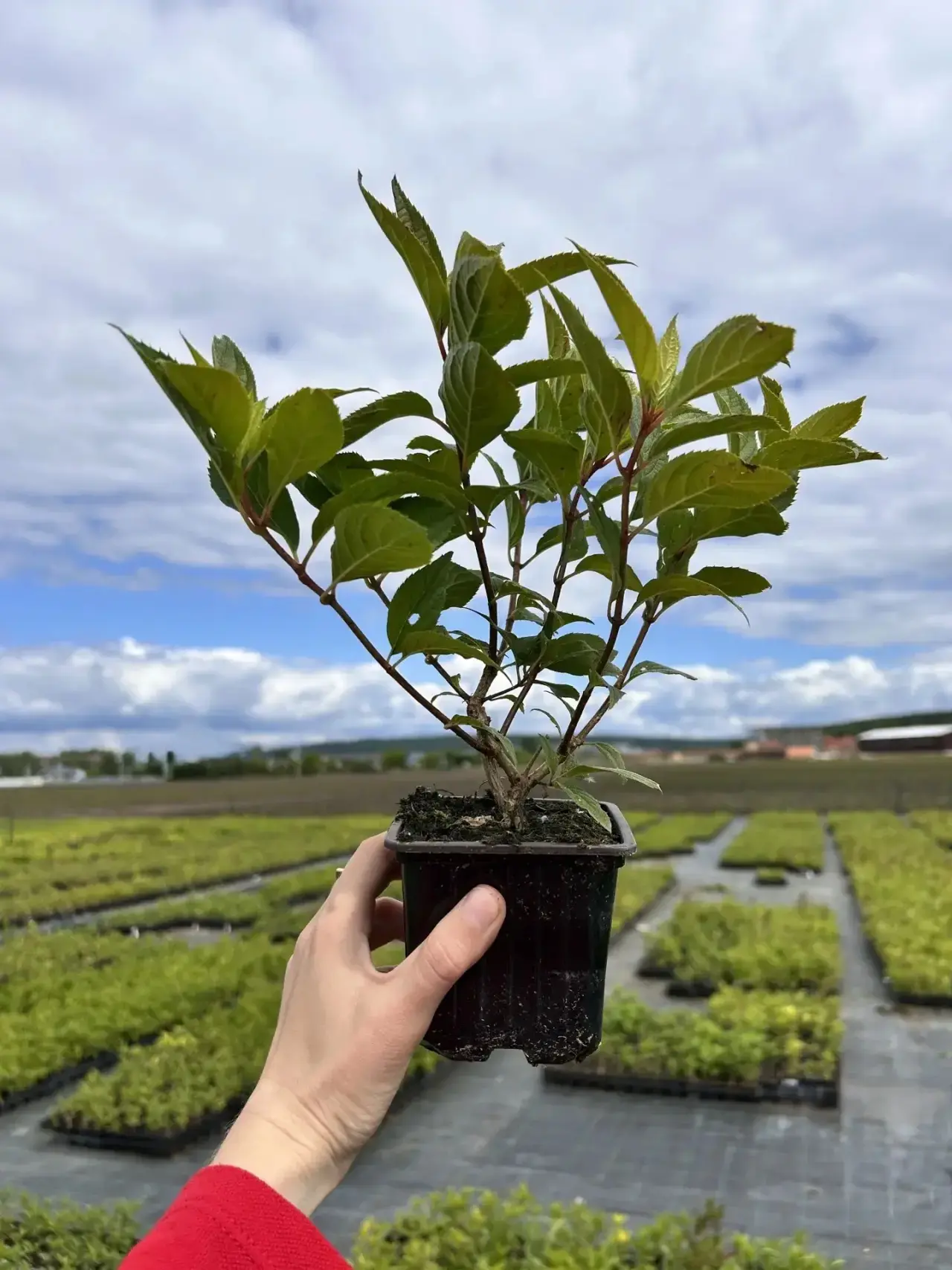 ОНЛАЙН-ПРОДАЖА ГОРТЕНЗИЙ в Р9! 🌸