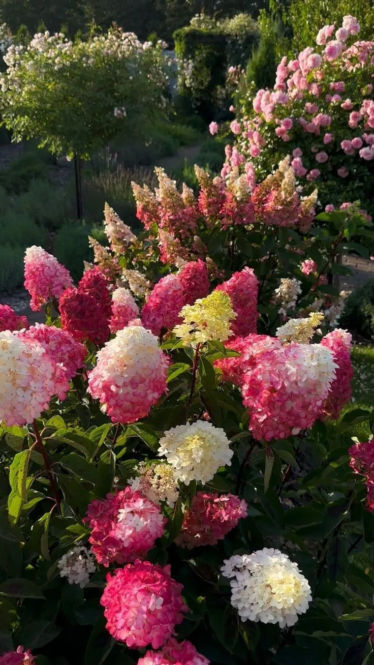 🌸Топ‑5 ароматных метельчатых гортензий🌸