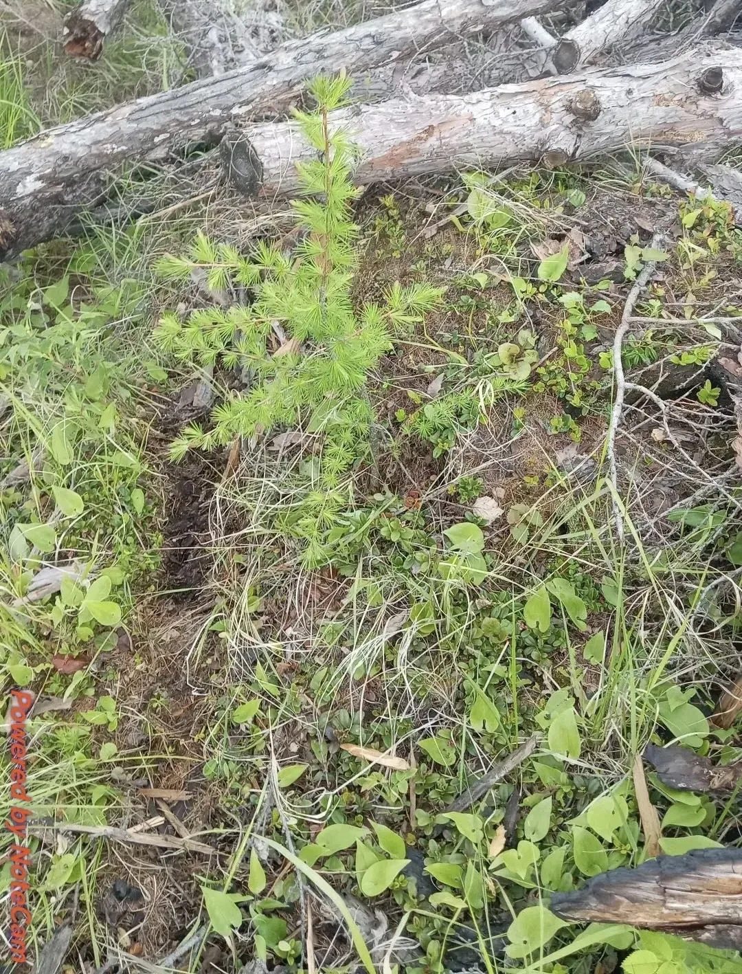 Забайкаллесхоз ухаживает за хвойными «подростками»

🌲В рамках реализации регионального проекта «Сох