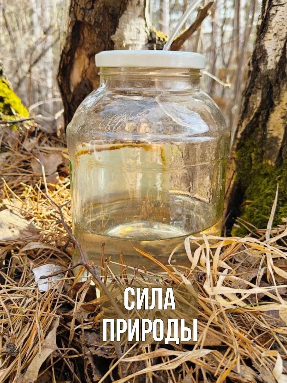 ПОЛЬЗА БЕРЁЗОВОГО СОКА